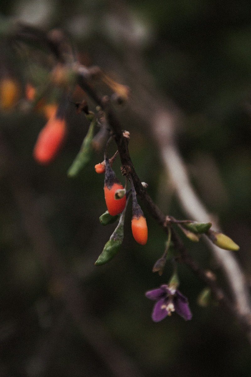 Rameau de goji portant à la fois des baies rouges et des fleurs violettes