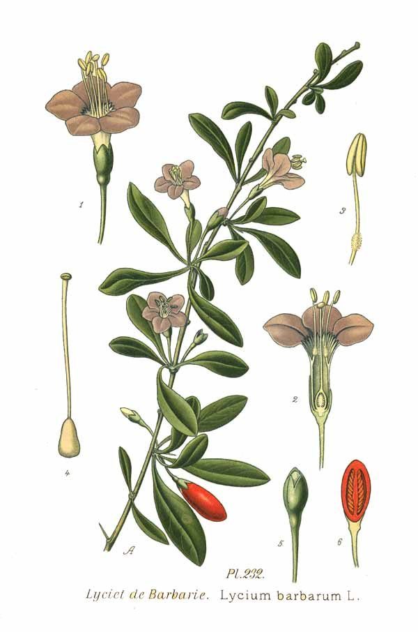Planche botanique ancienne de Lycium barbarum : rameau feuillu, fleurs violettes et baies rouges