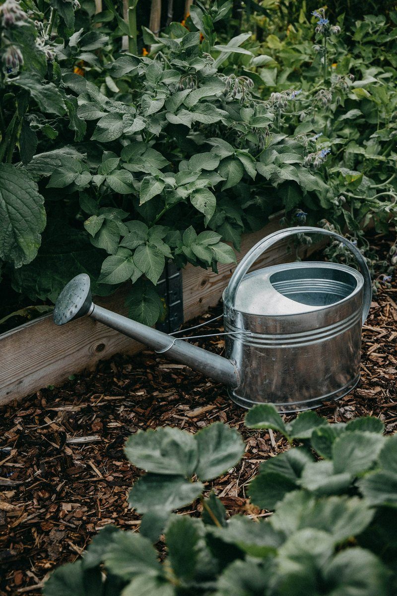 Arrosoir en métal posé au milieu de plantes basses, contre une bordure en bois