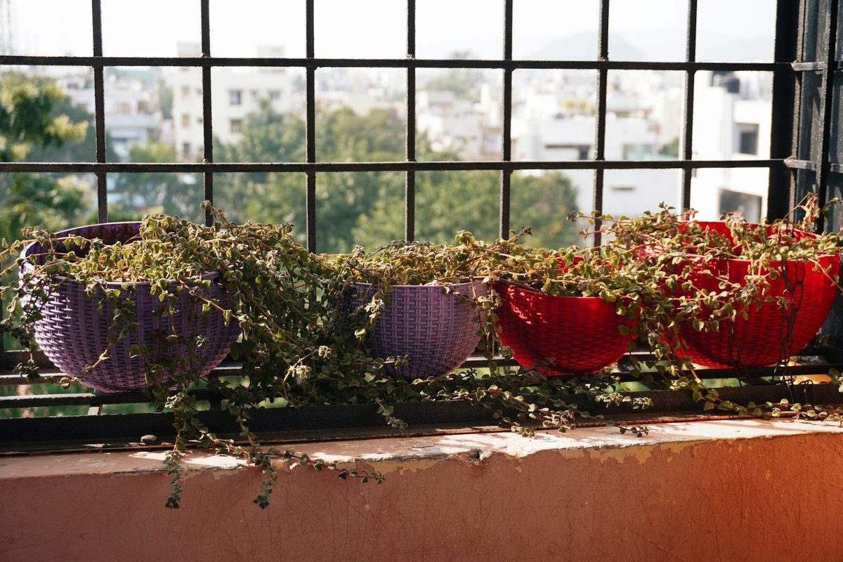 Pots de plantes accrochés le long de la rambarde d'un balcon, au soleil