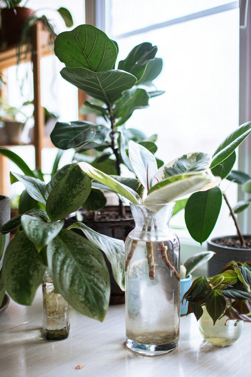Plantes et boutures dans des vases d'eau, près d'une grande fenêtre lumineuse