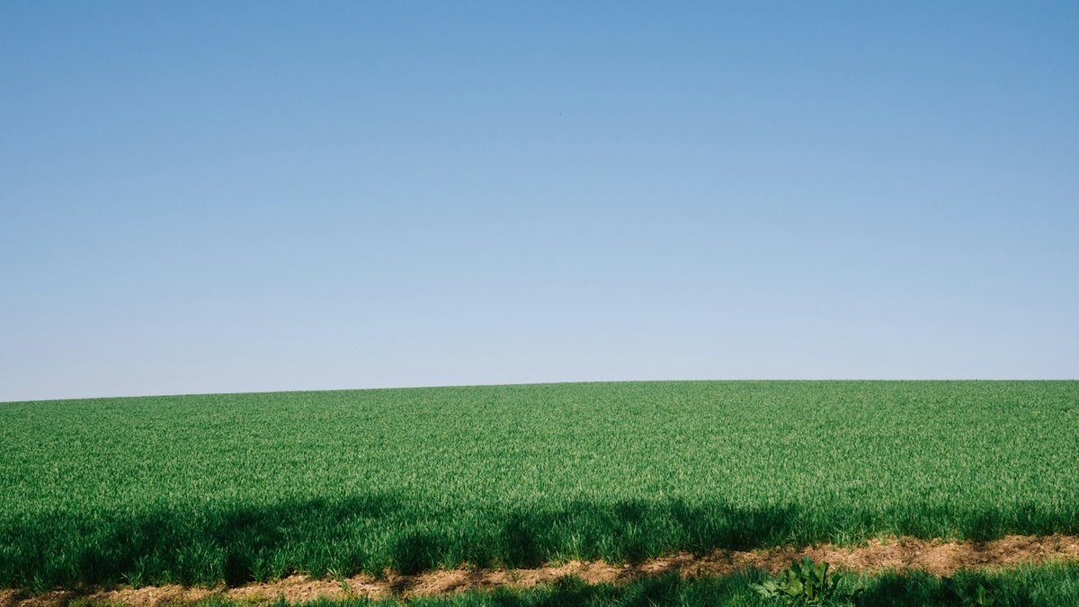 Champ vert sous un grand ciel bleu dégagé