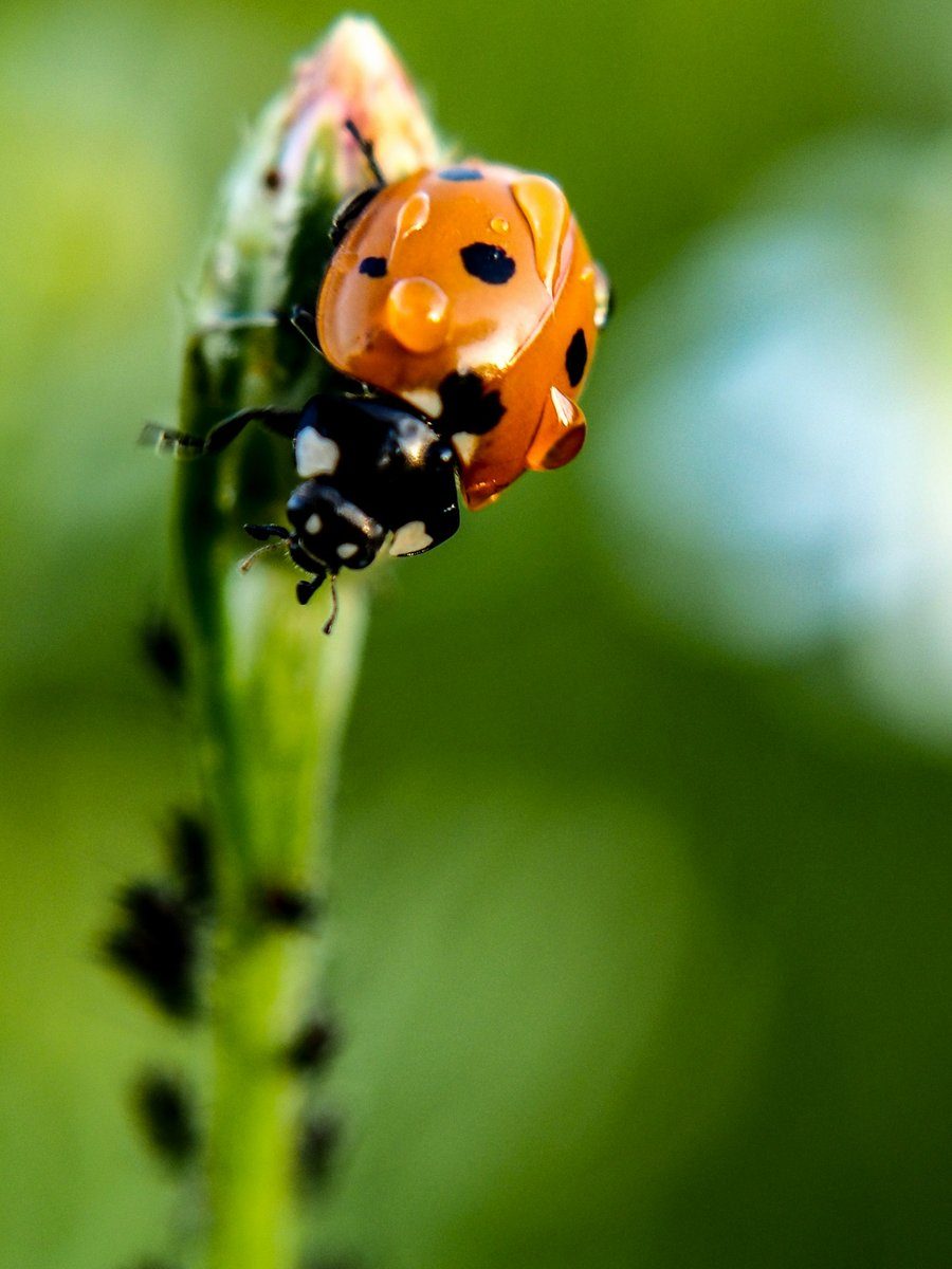 Coccinelle grimpant sur une tige verte couverte de pucerons noirs