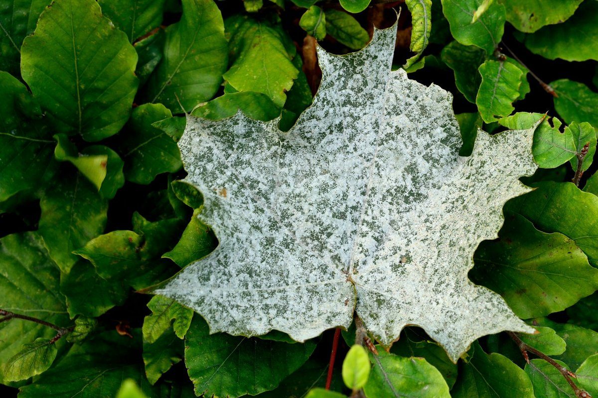 Feuille couverte d'un voile blanc et poudreux au milieu d'un feuillage vert