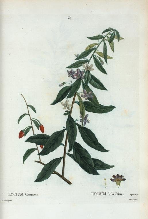 Planche gravée ancienne du lyciet de Chine : rameau aux feuilles allongées, fleurs mauves et baies rouges