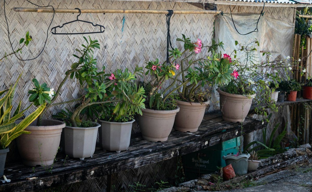 Rangée de plantes en pot alignées sur une étagère en bois, en extérieur