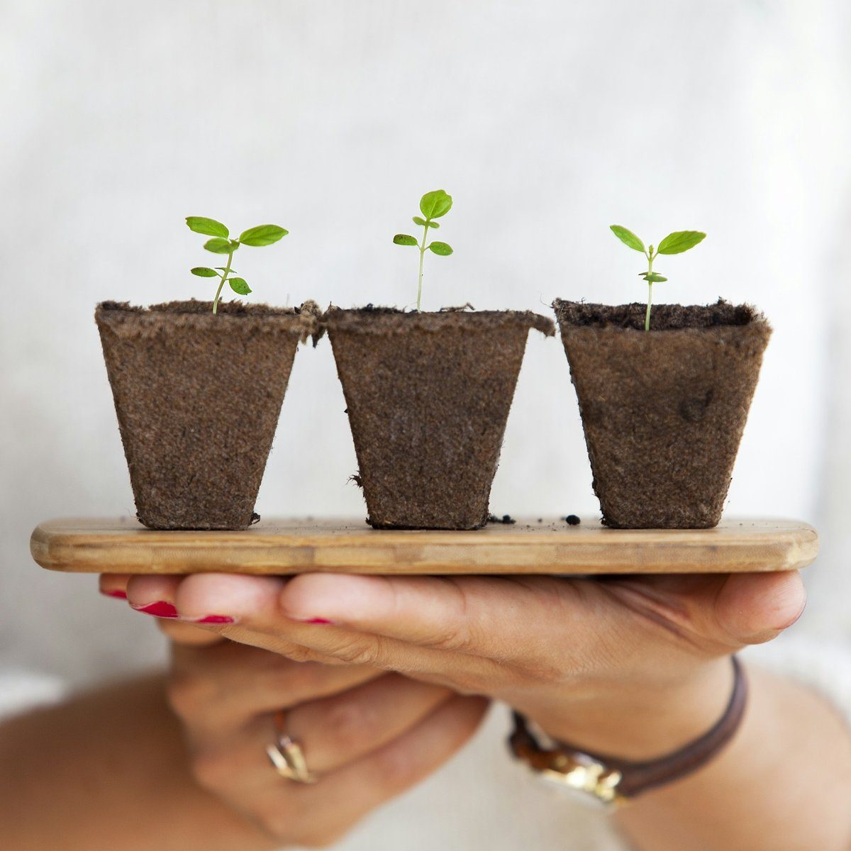 Trois godets en fibre contenant chacun une jeune plantule, portés sur une planchette