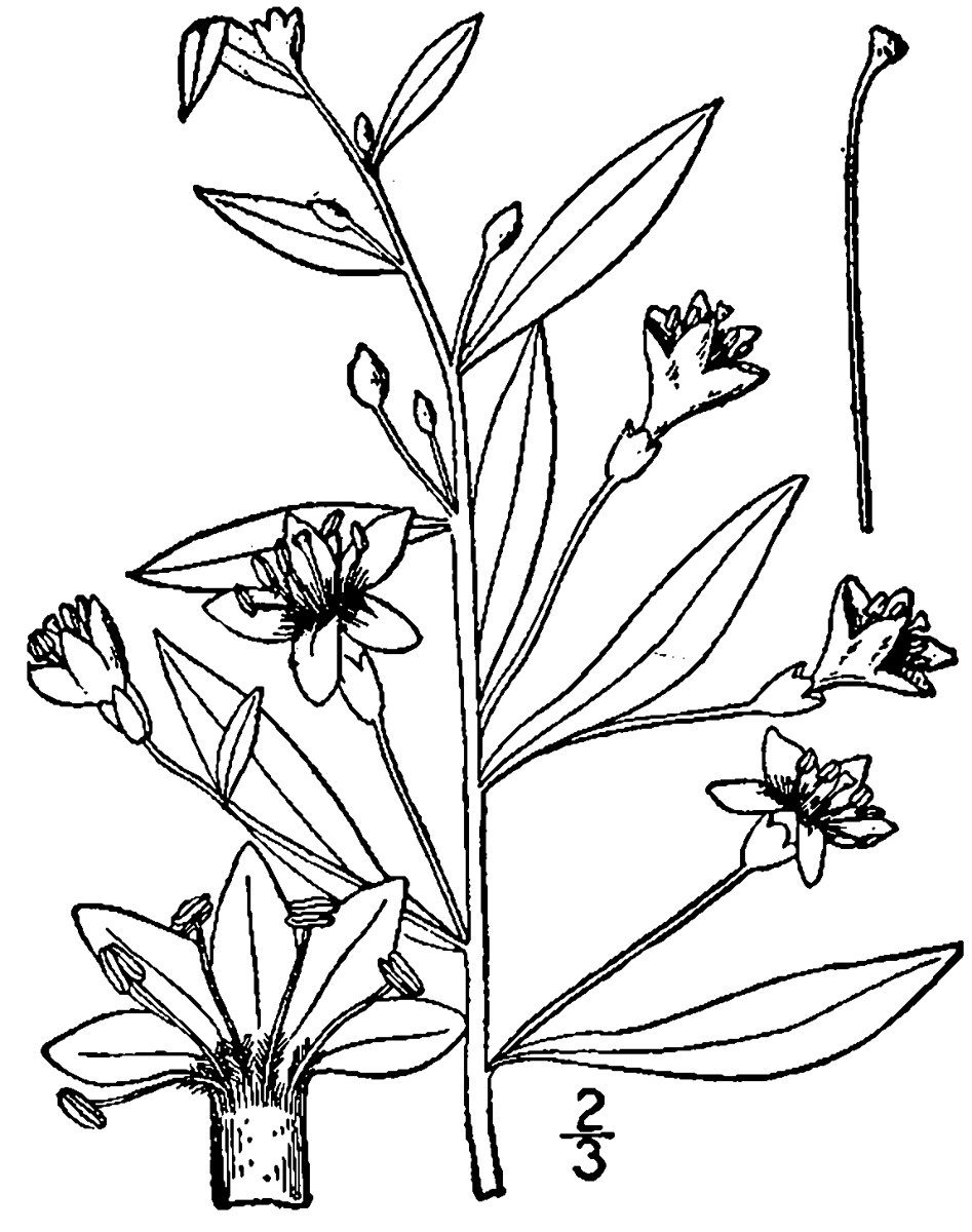 Dessin au trait d'un rameau de lyciet : feuilles allongées, fleurs à cinq pétales, étamines saillantes